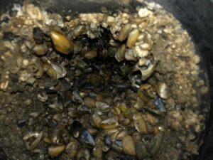 Eco Friendly and Sustainable Antifouling Solutions