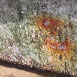 Ultrasonic Anti-Fouling against invasive species