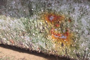 Ultrasonic Anti-Fouling against invasive species